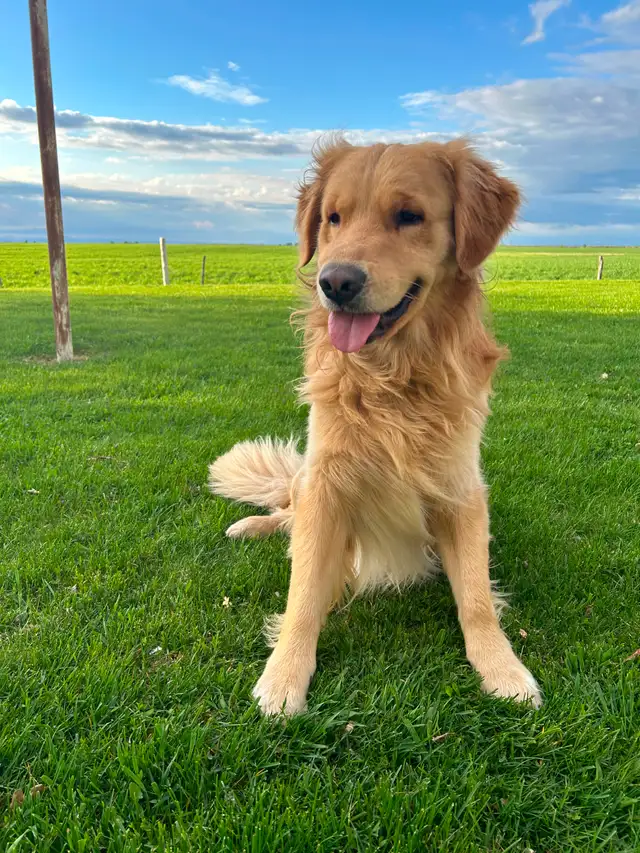 Golden Retriever - Photo 8