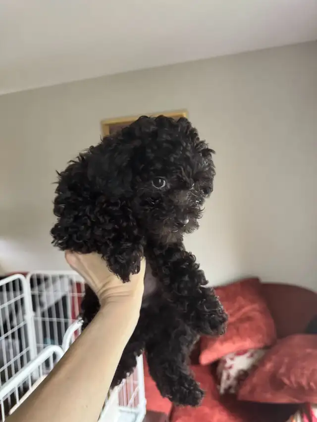 Show Quality Toy Poodles