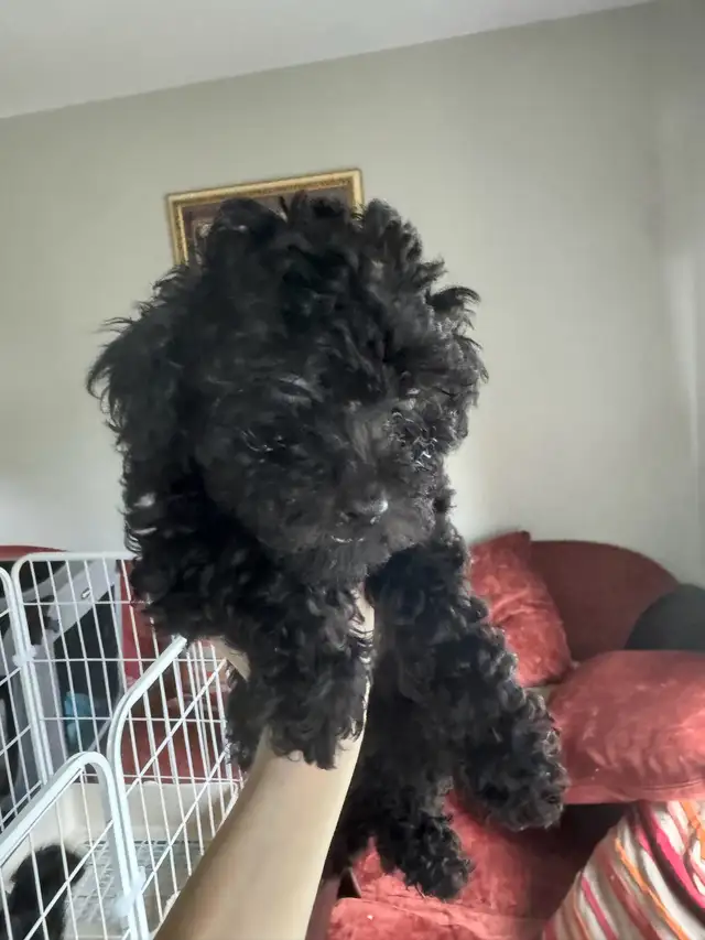 Show Quality Toy Poodles - Photo 2