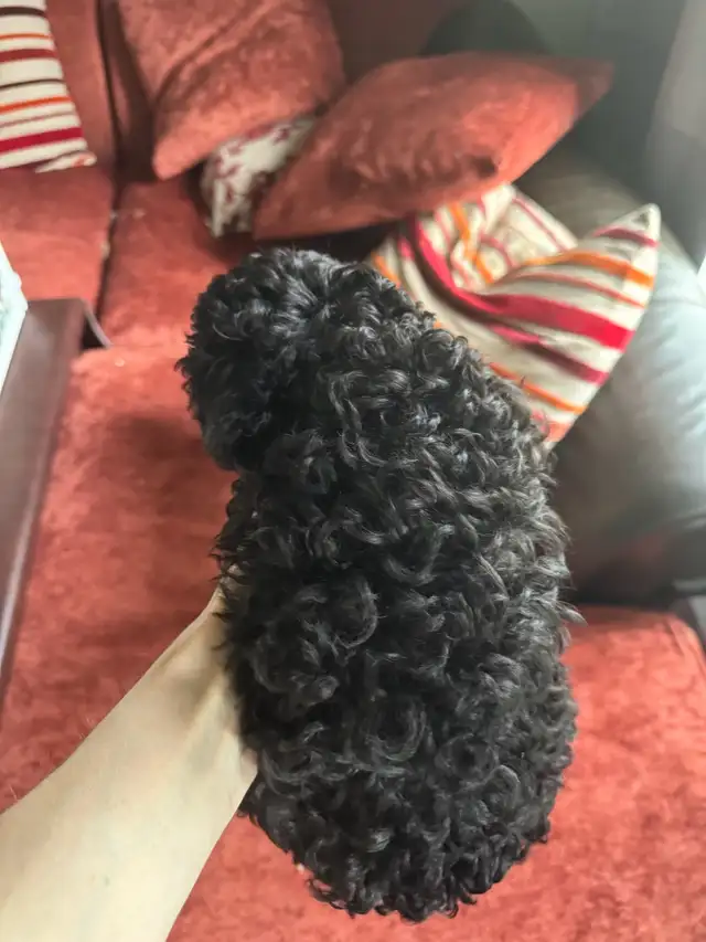 Show Quality Toy Poodles - Photo 3