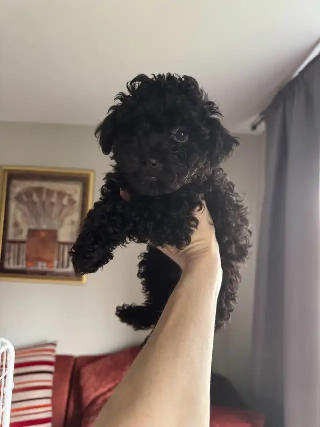 Show Quality Toy Poodles - Photo 4