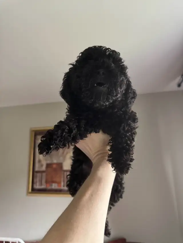 Show Quality Toy Poodles - Photo 5