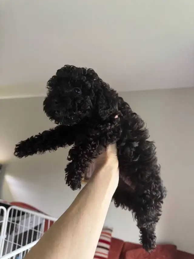 Show Quality Toy Poodles - Photo 6