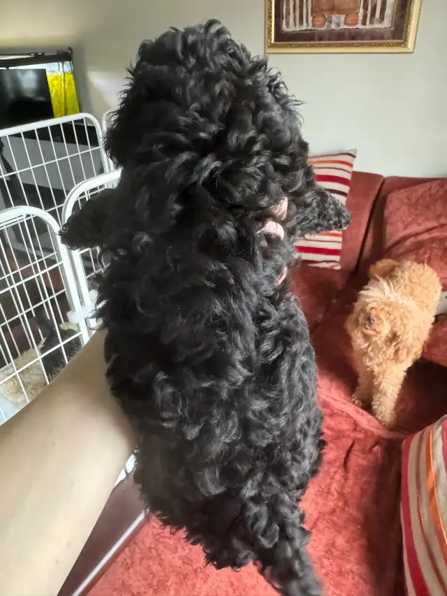 Show Quality Toy Poodles - Photo 7