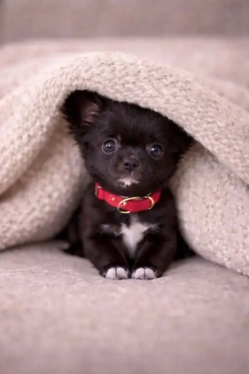 ❤️ CKC BOY ❤️