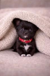 ❤️ CKC BOY ❤️