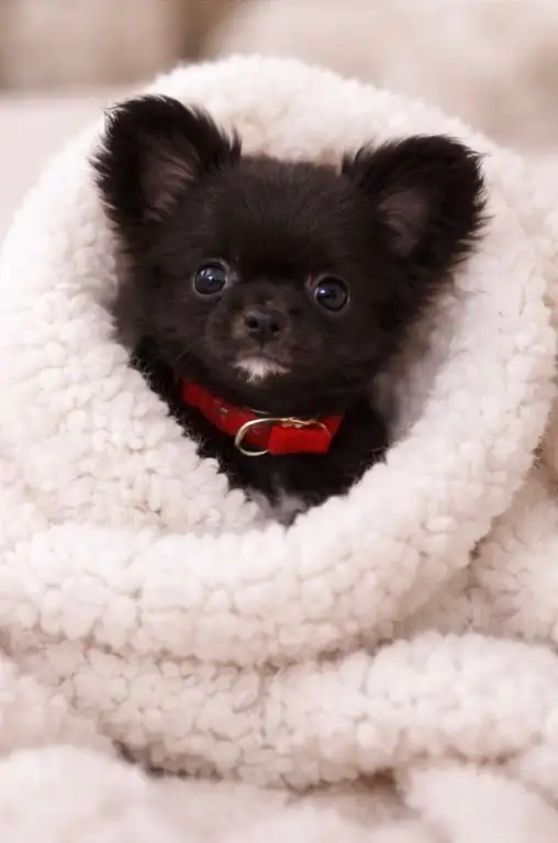 ❤️ CKC BOY ❤️ - Photo 3