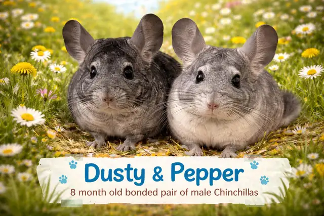 Dusty & Pepper - Chinchilla brothers seeking Forever Family