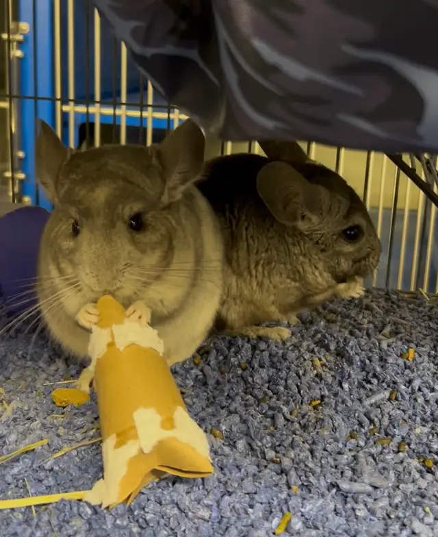 Dusty & Pepper - Chinchilla brothers seeking Forever Family - Photo 2