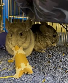 Dusty & Pepper - Chinchilla brothers seeking Forever Family - Photo 2