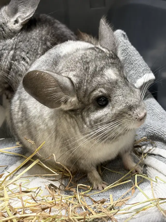Dusty & Pepper - Chinchilla brothers seeking Forever Family - Photo 3