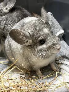 Dusty & Pepper - Chinchilla brothers seeking Forever Family - Photo 3