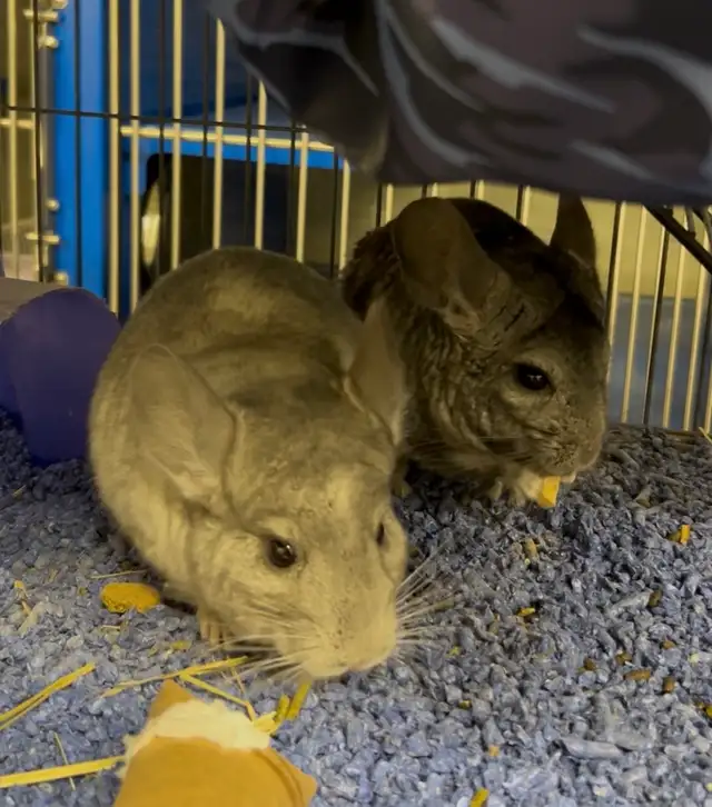 Dusty & Pepper - Chinchilla brothers seeking Forever Family - Photo 4
