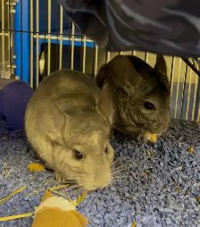 Dusty & Pepper - Chinchilla brothers seeking Forever Family - Photo 4