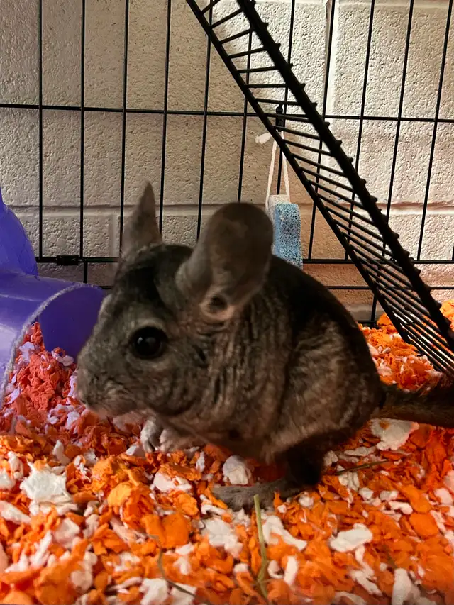 Dusty & Pepper - Chinchilla brothers seeking Forever Family - Photo 5
