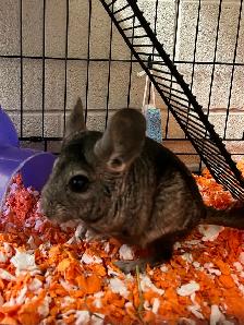 Dusty & Pepper - Chinchilla brothers seeking Forever Family - Photo 5