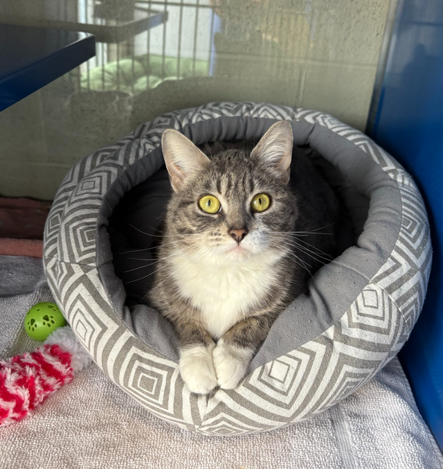 Hershey - Affectionate Kitty Available for Adoption