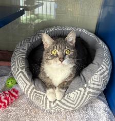 Hershey - Affectionate Kitty Available for Adoption