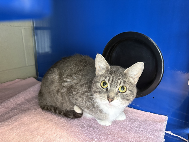 Hershey - Affectionate Kitty Available for Adoption - Photo 2