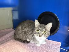 Hershey - Affectionate Kitty Available for Adoption - Photo 2