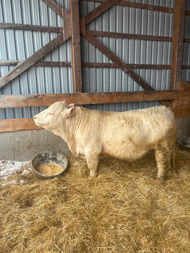 Purebred Charolais Bulls for Sale