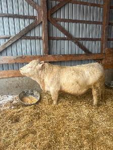 Purebred Charolais Bulls for Sale