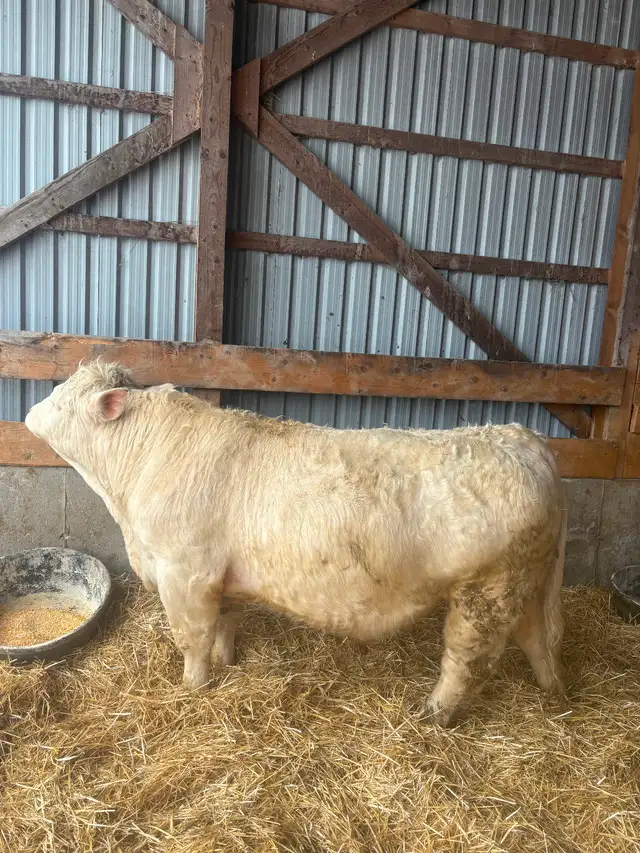 Purebred Charolais Bulls for Sale - Photo 2