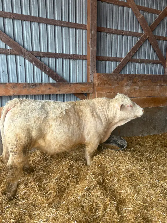 Purebred Charolais Bulls for Sale - Photo 3