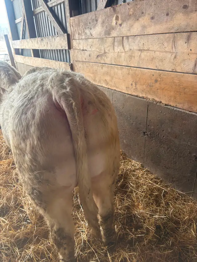 Purebred Charolais Bulls for Sale - Photo 4