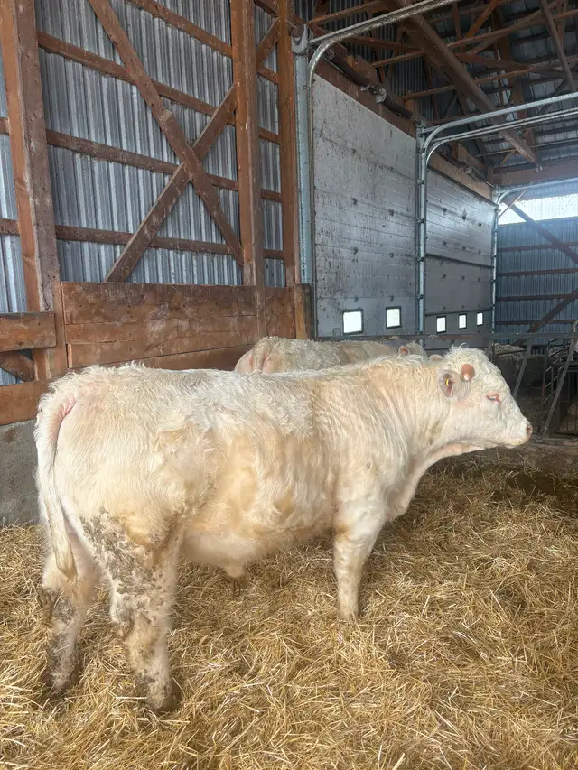 Purebred Charolais Bulls for Sale - Photo 5