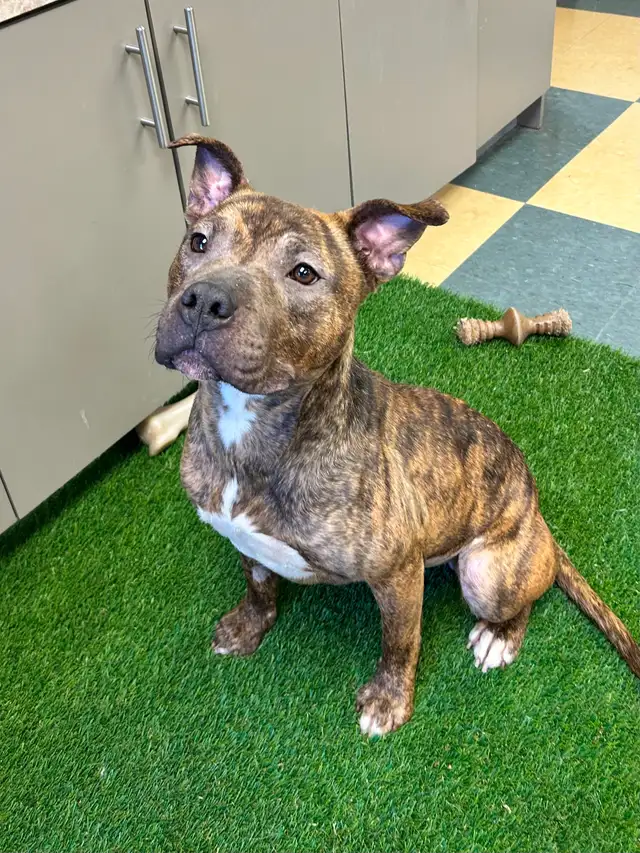 Jelly Bean - Smart Pup Waiting for her Family!