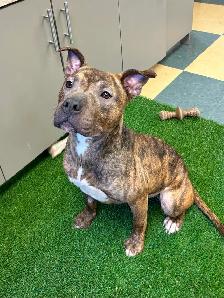 Jelly Bean - Smart Pup Waiting for her Family!