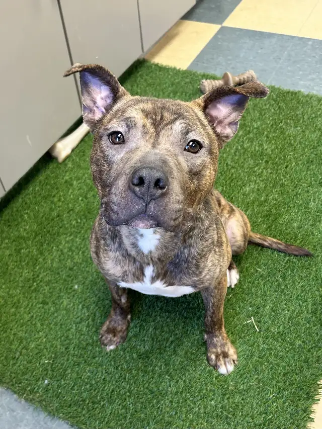 Jelly Bean - Smart Pup Waiting for her Family! - Photo 2