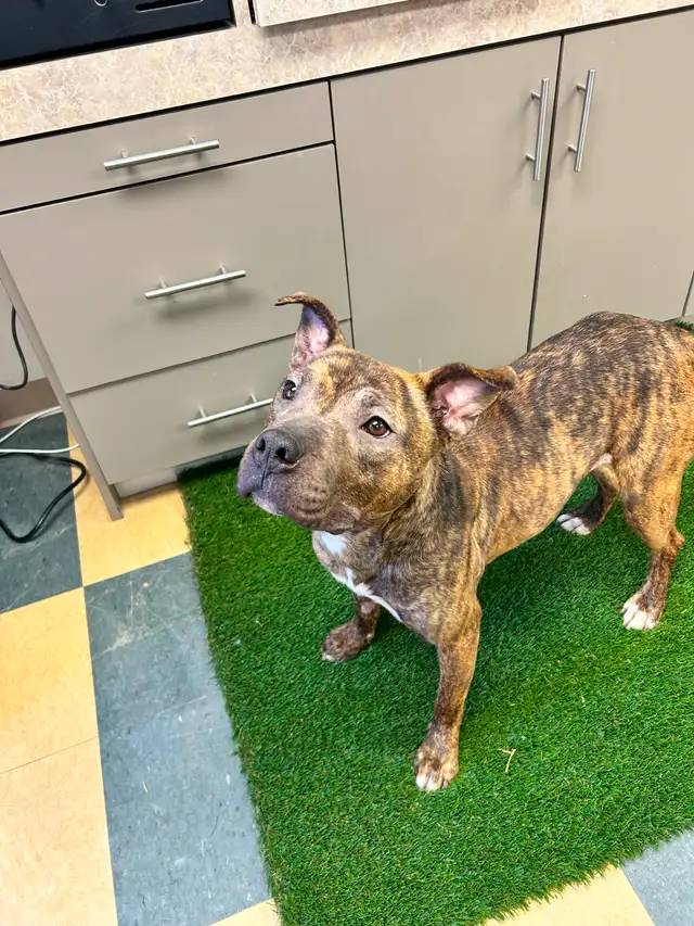 Jelly Bean - Smart Pup Waiting for her Family! - Photo 3