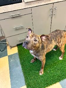 Jelly Bean - Smart Pup Waiting for her Family! - Photo 3