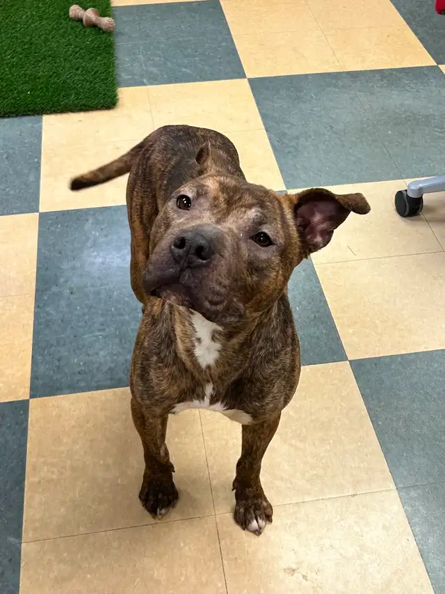 Jelly Bean - Smart Pup Waiting for her Family! - Photo 4