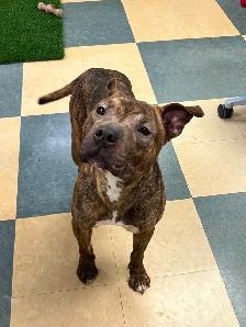 Jelly Bean - Smart Pup Waiting for her Family! - Photo 4
