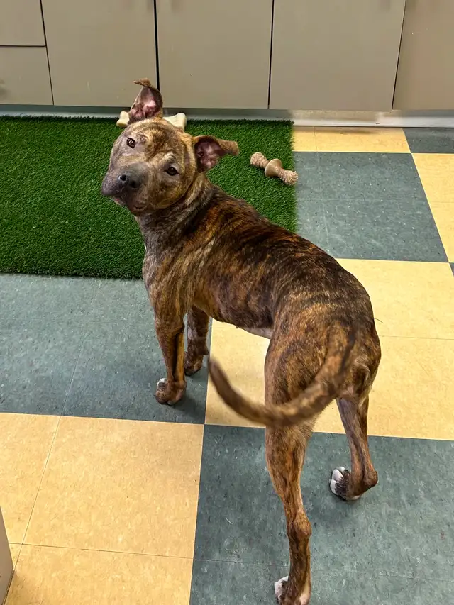 Jelly Bean - Smart Pup Waiting for her Family! - Photo 5