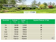 FULL AND HEALTHY CEDAR TREES