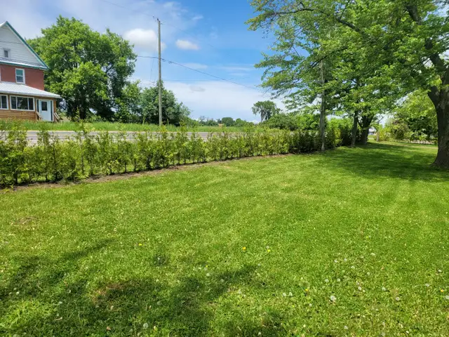 FULL AND HEALTHY CEDAR TREES FOR SALE - Photo 2