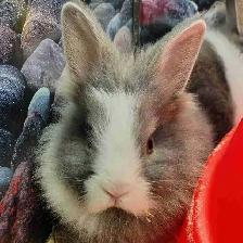 baby lionhead rabbits