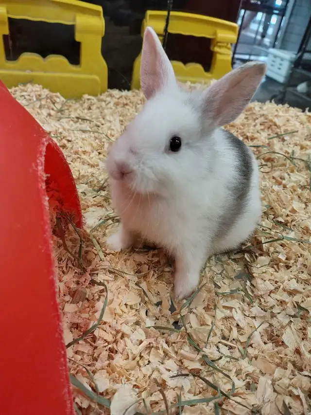 baby lionhead rabbits - Photo 2