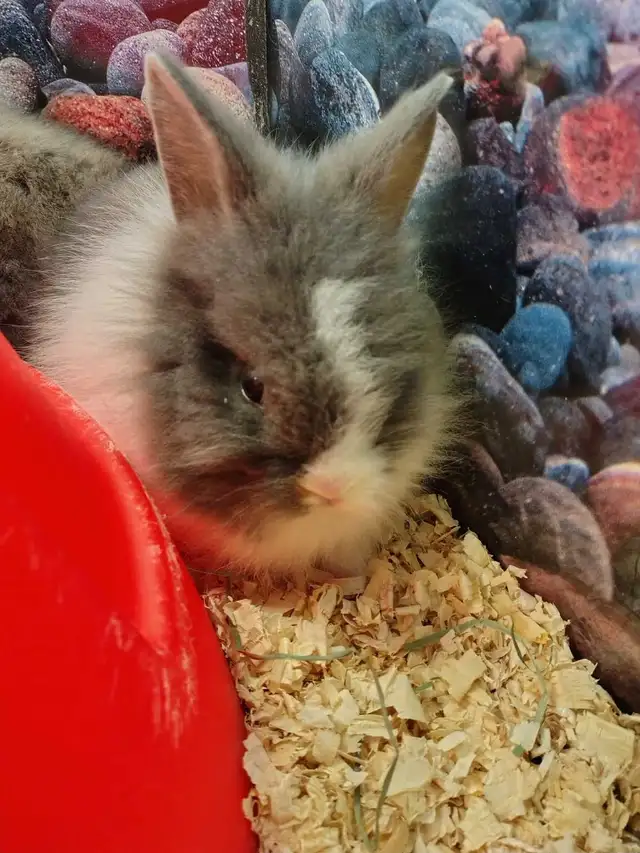 baby lionhead rabbits - Photo 3