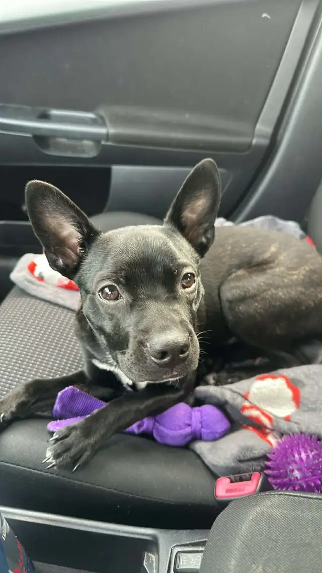 Frenchton de 5mois - Photo 2