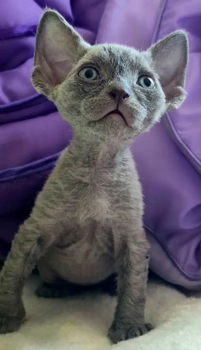 Devon-Rex