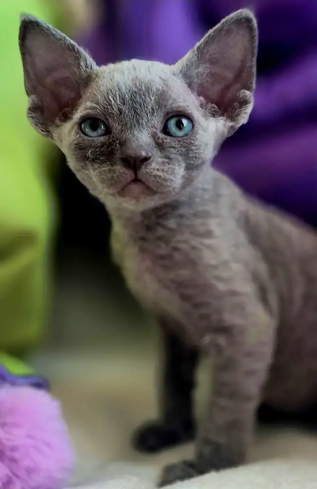 Devon-Rex - Photo 8