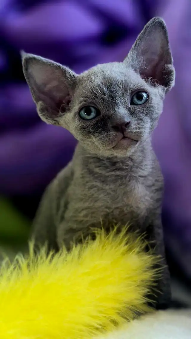 Devon-Rex - Photo 10