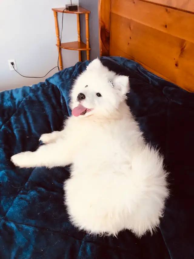 Chiot Samoyède pure race