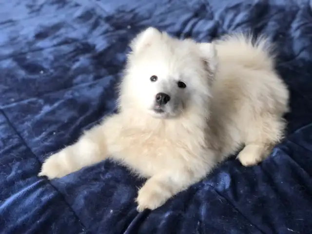 Chiot Samoyède pure race - Photo 2