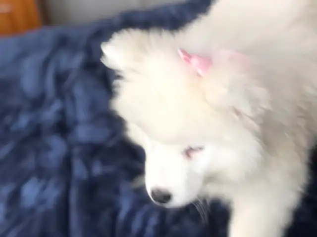 Chiot Samoyède pure race - Photo 3